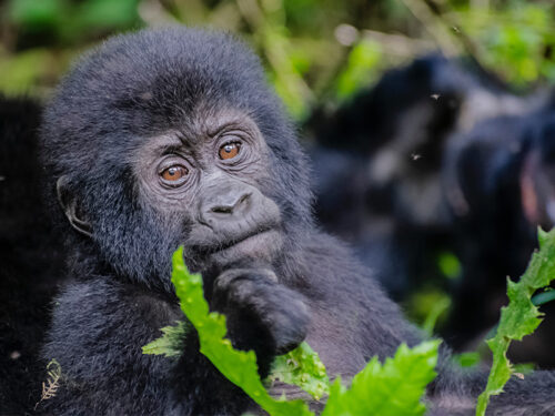 rwanda-gorillas