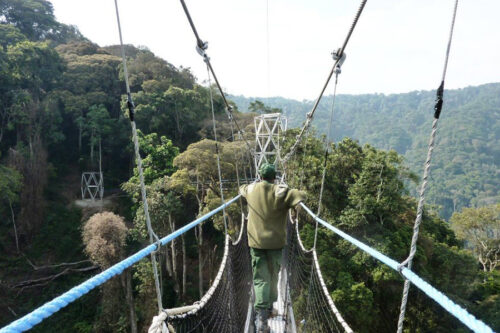 Rwanda Safari