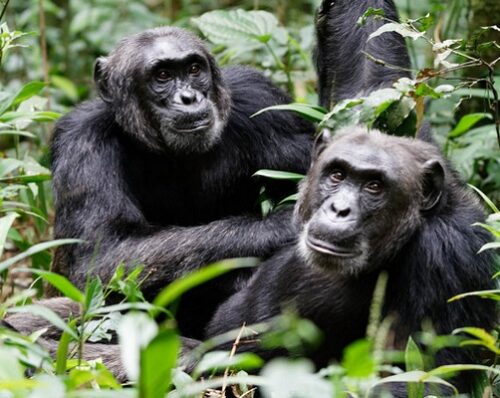 25 Days Gorilla Trekking, Chimps, Wildlife Safari