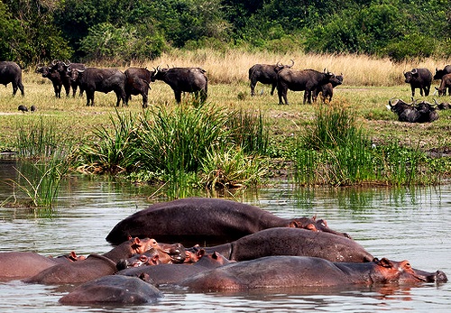 Uganda Wildlife Safari