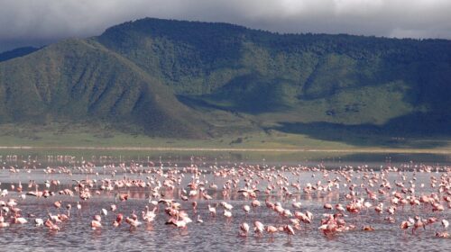 Safari Holiday