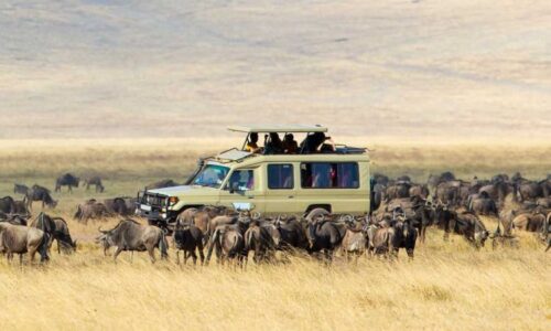 kenya safari
