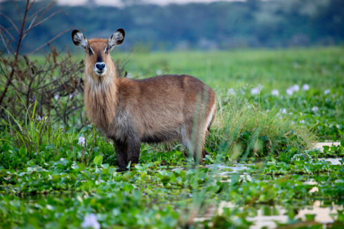Luxury Kenya