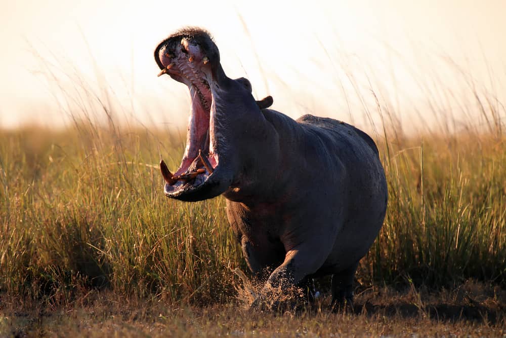 9 Days Uganda Safari – Gorillas & Wildlife Tour
