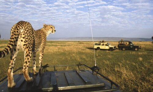Kenya Safari