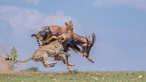 Kenyan Safari