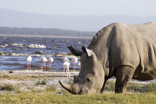 Tanzania Big Five Safari