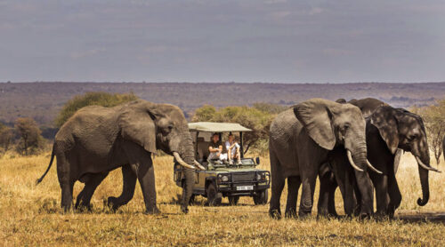 Kenyan Safari