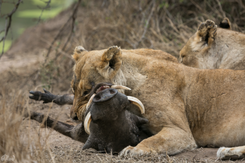 safari holiday