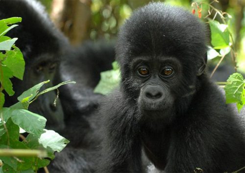 sarit gorilla