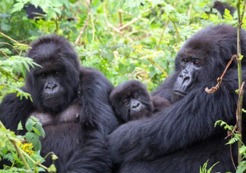 sarit gorilla