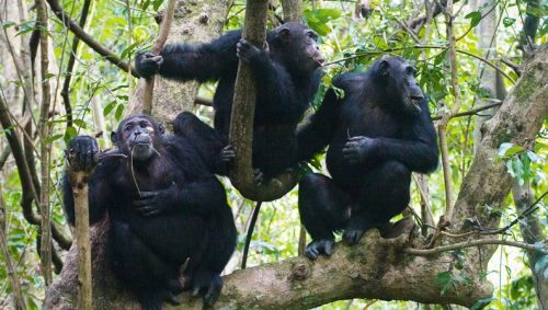 Chimpanzee Trekking