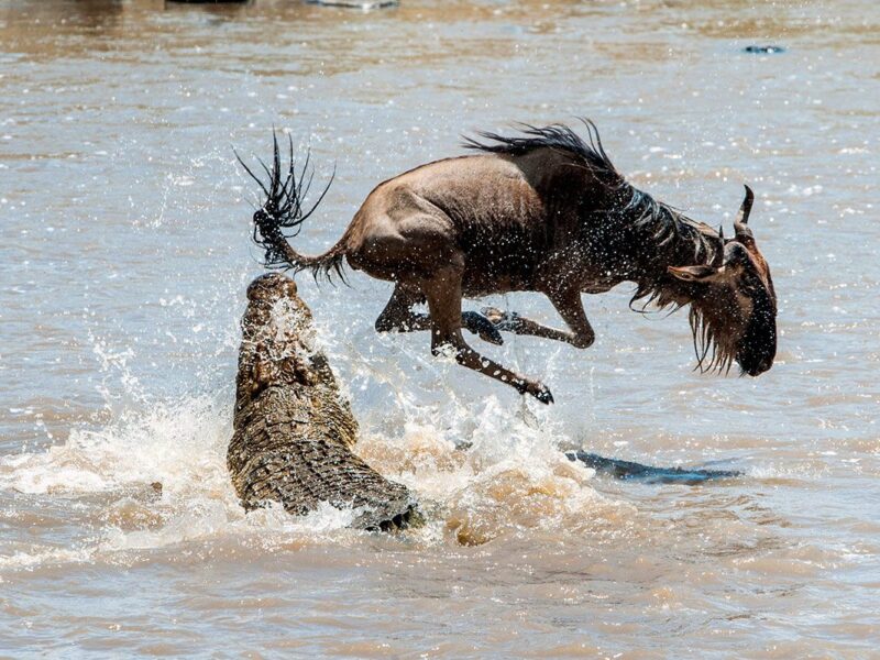 Serengeti