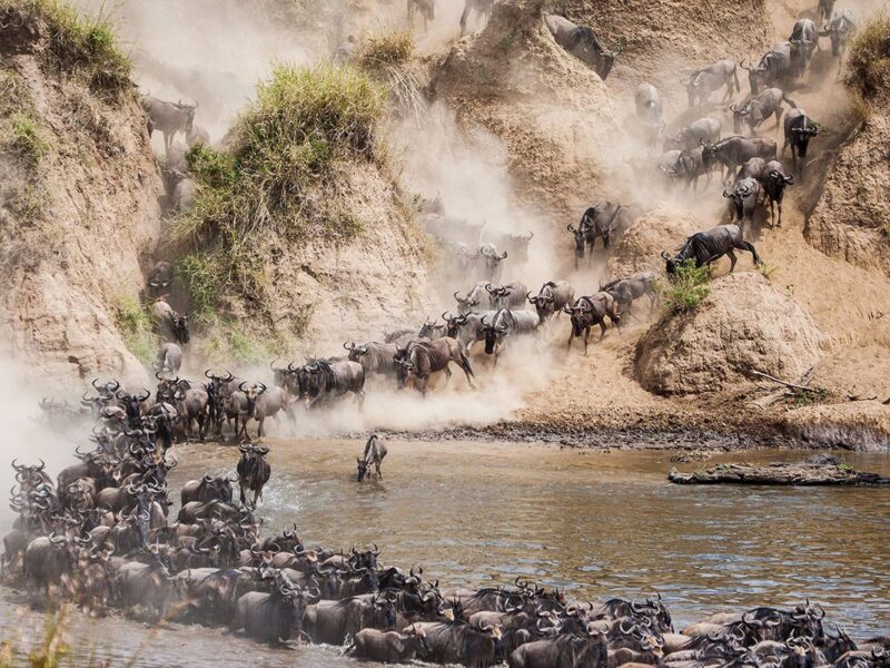 Masai Mara Safari